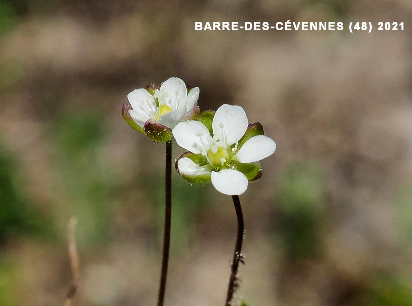 Pearlwort, Heath flower